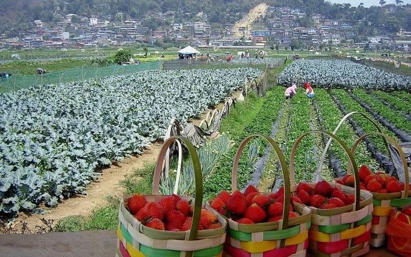 La Trinidad Strawberry Farm in La Trinidad